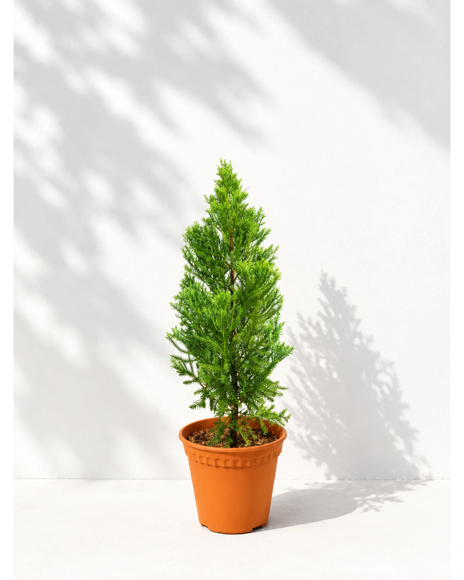 Christmas Tree Cypress
