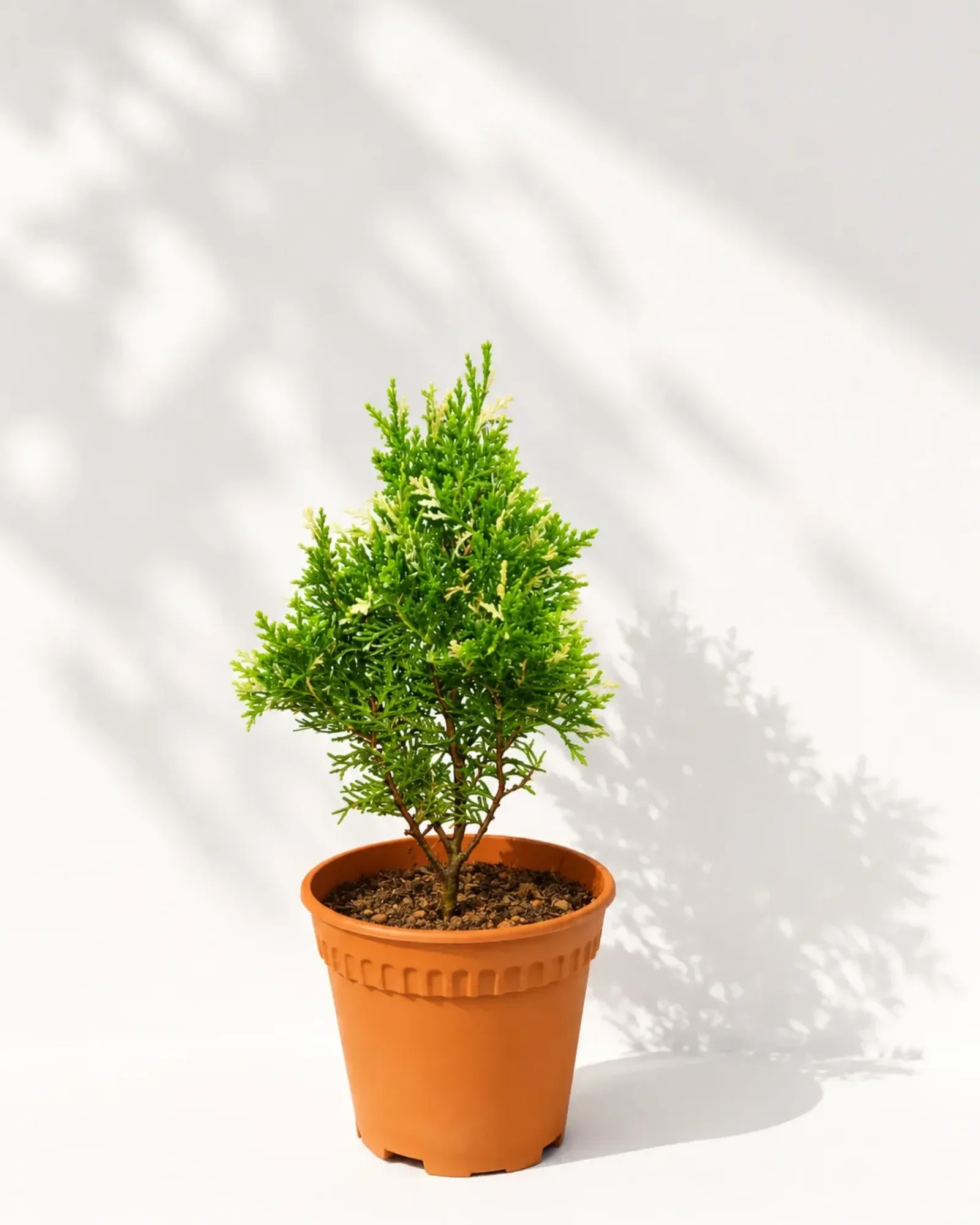 Variegated Thuja