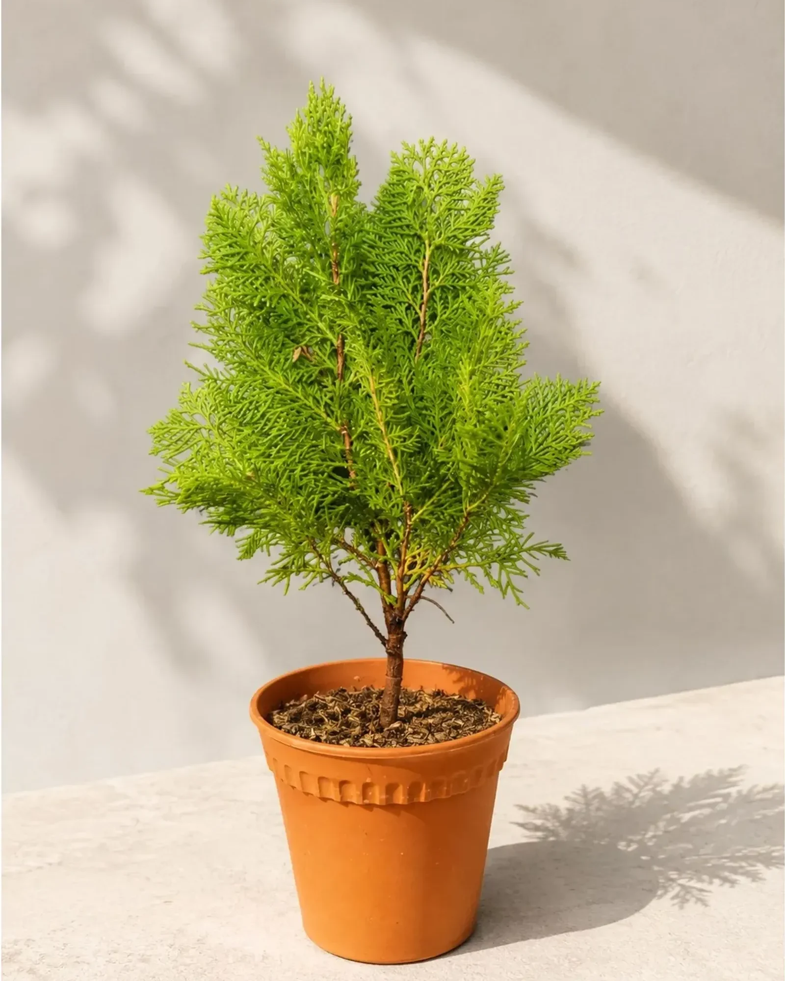 Thuja