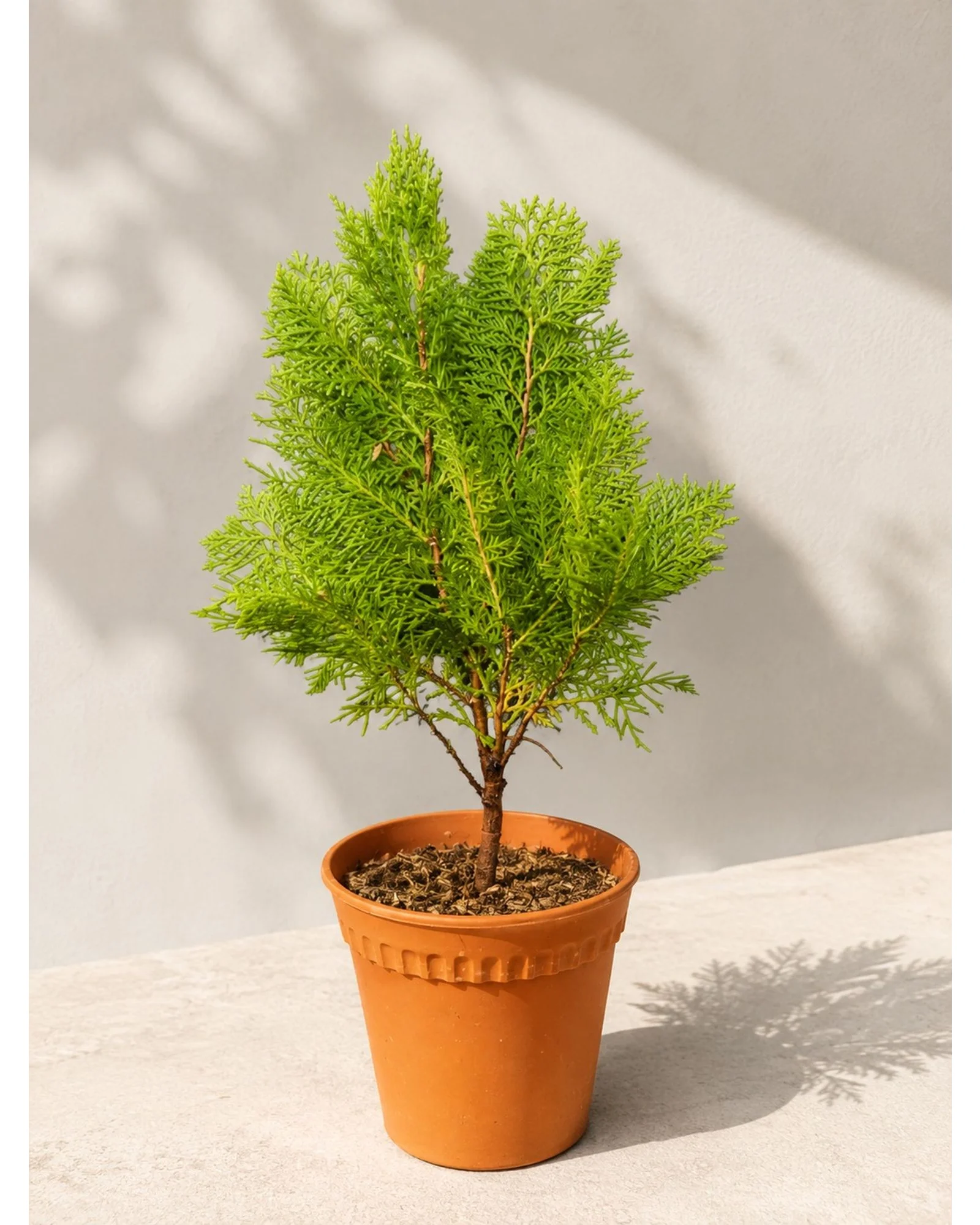 Thuja